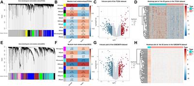 Identification of Hub Genes in Colorectal Adenocarcinoma by Integrated Bioinformatics